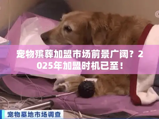 宠物殡葬加盟市场前景广阔？2025年加盟时机已至！