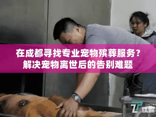 在成都寻找专业宠物殡葬服务？解决宠物离世后的告别难题