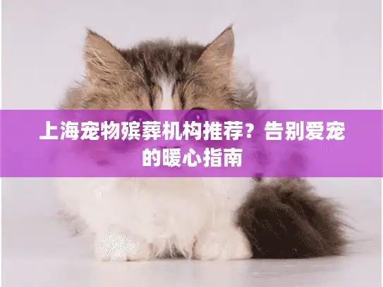 上海宠物殡葬机构推荐？告别爱宠的暖心指南