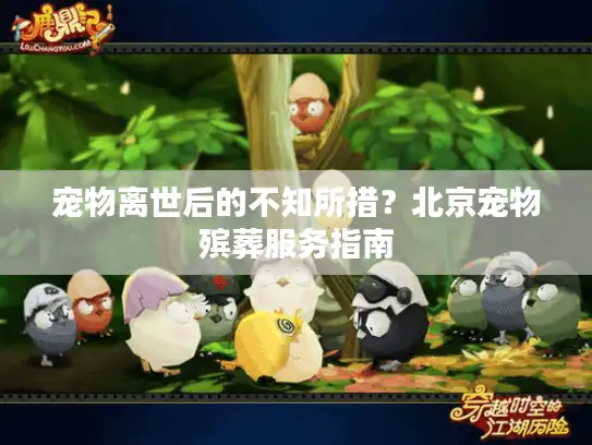 宠物离世后的不知所措？北京宠物殡葬服务指南