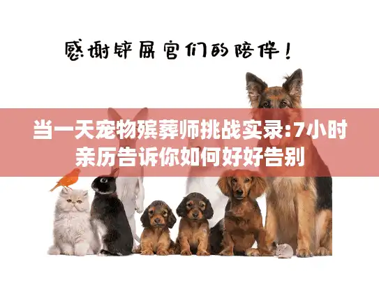 当一天宠物殡葬师挑战实录:7小时亲历告诉你如何好好告别