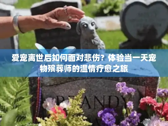 爱宠离世后如何面对悲伤？体验当一天宠物殡葬师的温情疗愈之旅