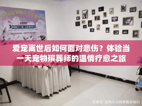 爱宠离世后如何面对悲伤？体验当一天宠物殡葬师的温情疗愈之旅