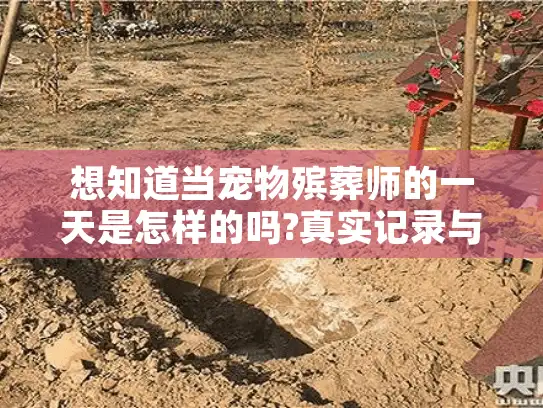想知道当宠物殡葬师的一天是怎样的吗?真实记录与感悟