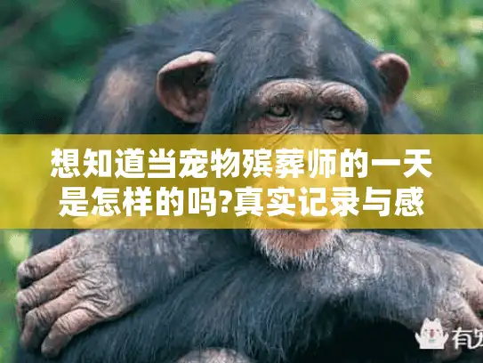 想知道当宠物殡葬师的一天是怎样的吗?真实记录与感悟