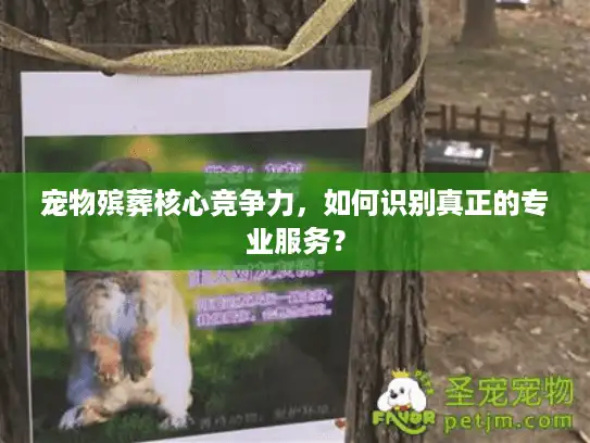 宠物殡葬核心竞争力，如何识别真正的专业服务？