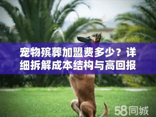 宠物殡葬加盟费多少？详细拆解成本结构与高回报潜力