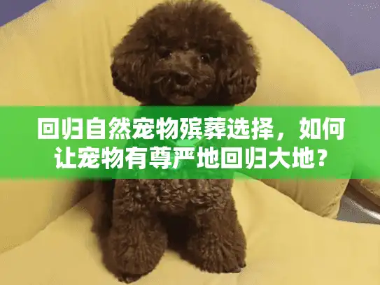 回归自然宠物殡葬选择，如何让宠物有尊严地回归大地？