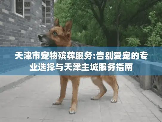 天津市宠物殡葬服务:告别爱宠的专业选择与天津主城服务指南