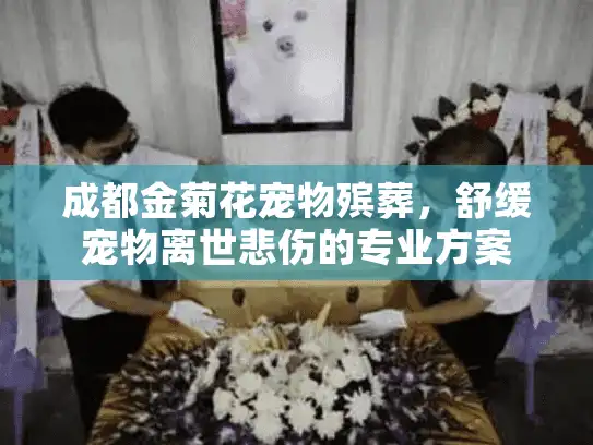 成都金菊花宠物殡葬，舒缓宠物离世悲伤的专业方案