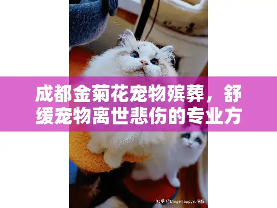 成都金菊花宠物殡葬，舒缓宠物离世悲伤的专业方案