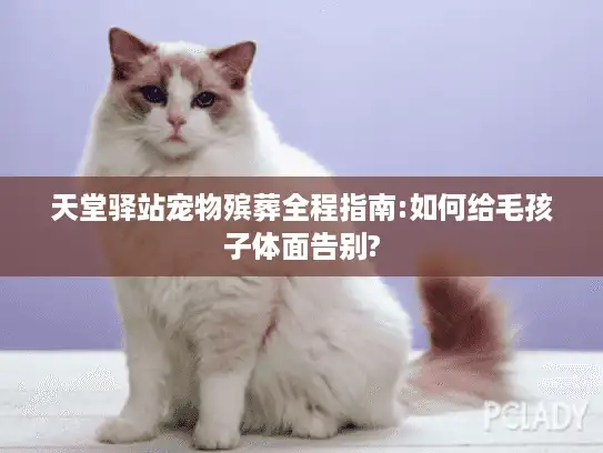 天堂驿站宠物殡葬全程指南:如何给毛孩子体面告别?