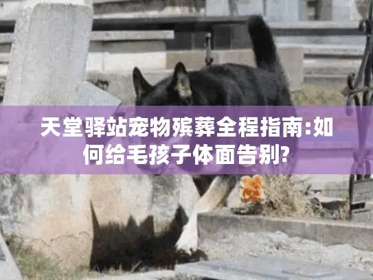 天堂驿站宠物殡葬全程指南:如何给毛孩子体面告别?