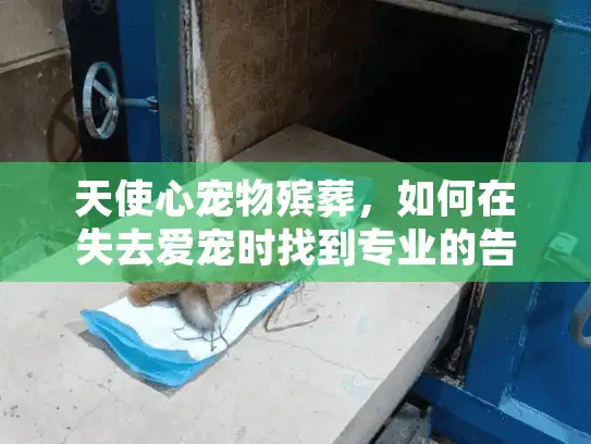 天使心宠物殡葬，如何在失去爱宠时找到专业的告别服务？