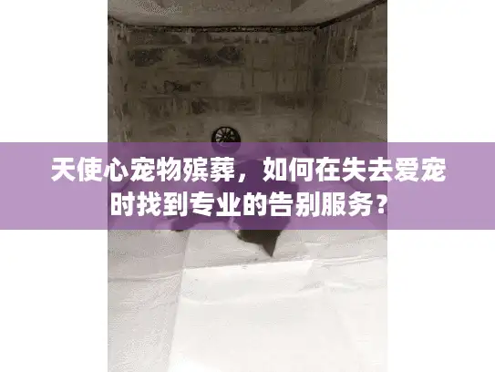 天使心宠物殡葬，如何在失去爱宠时找到专业的告别服务？