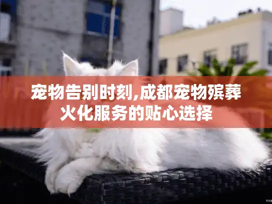 宠物告别时刻,成都宠物殡葬火化服务的贴心选择