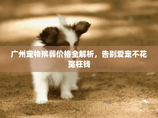 广州宠物殡葬价格全解析，告别爱宠不花冤枉钱