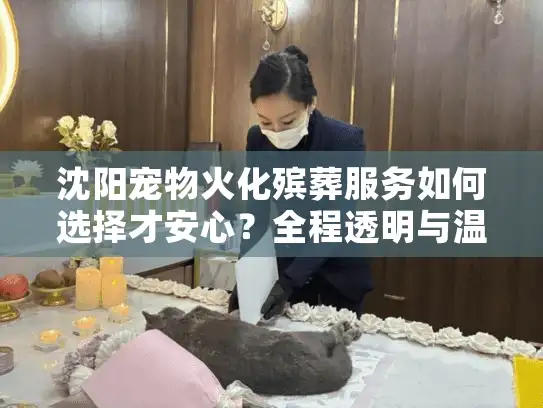 沈阳宠物火化殡葬服务如何选择才安心？全程透明与温情相伴指南