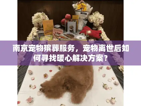 南京宠物殡葬服务，宠物离世后如何寻找暖心解决方案？
