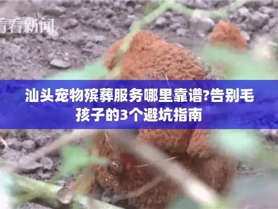 汕头宠物殡葬服务哪里靠谱?告别毛孩子的3个避坑指南