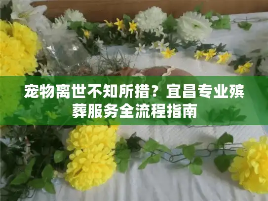 宠物离世不知所措？宜昌专业殡葬服务全流程指南
