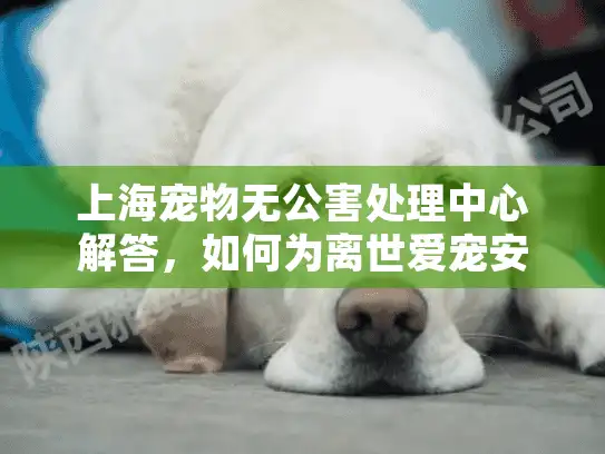 上海宠物无公害处理中心解答，如何为离世爱宠安排生态安葬？