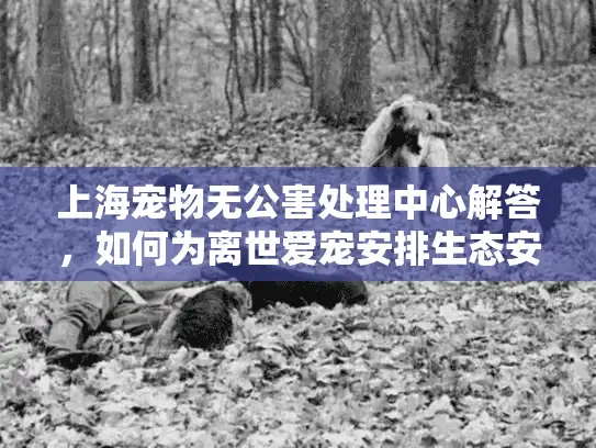 上海宠物无公害处理中心解答，如何为离世爱宠安排生态安葬？