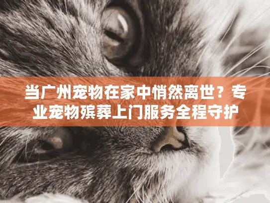 当广州宠物在家中悄然离世？专业宠物殡葬上门服务全程守护