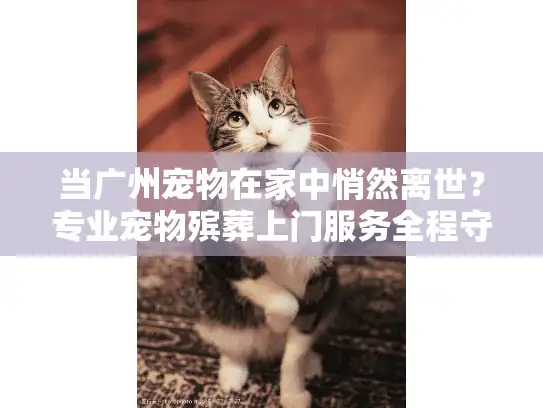 当广州宠物在家中悄然离世？专业宠物殡葬上门服务全程守护