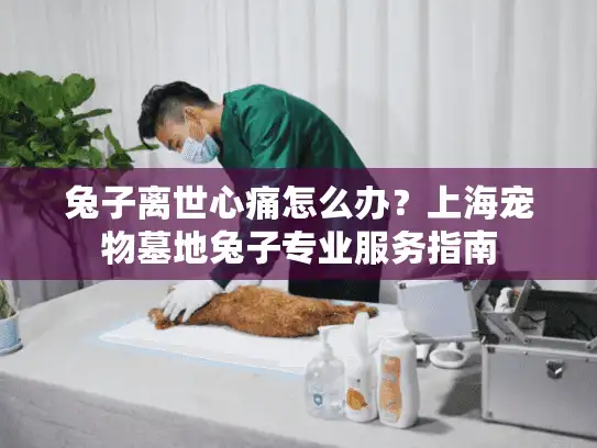 兔子离世心痛怎么办？上海宠物墓地兔子专业服务指南