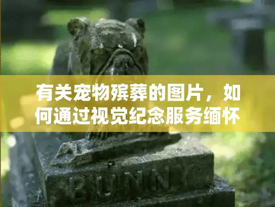 有关宠物殡葬的图片，如何通过视觉纪念服务缅怀逝去的爱宠？