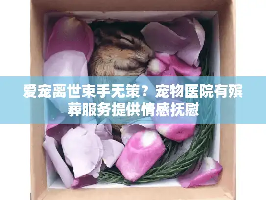 爱宠离世束手无策？宠物医院有殡葬服务提供情感抚慰