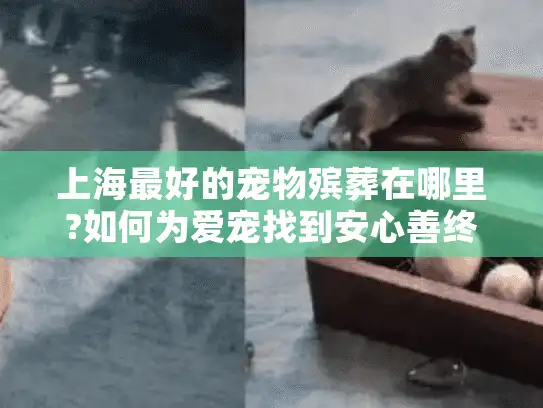 上海最好的宠物殡葬在哪里?如何为爱宠找到安心善终服务