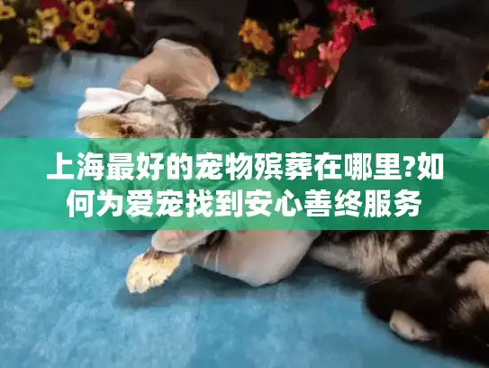 上海最好的宠物殡葬在哪里?如何为爱宠找到安心善终服务