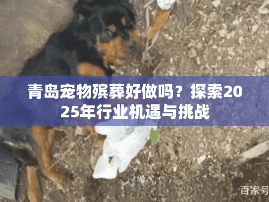 青岛宠物殡葬好做吗？探索2025年行业机遇与挑战
