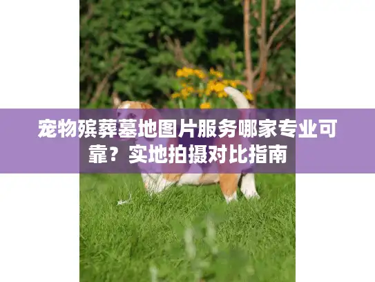宠物殡葬墓地图片服务哪家专业可靠？实地拍摄对比指南