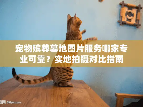 宠物殡葬墓地图片服务哪家专业可靠？实地拍摄对比指南