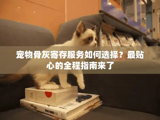 宠物骨灰寄存服务如何选择？最贴心的全程指南来了