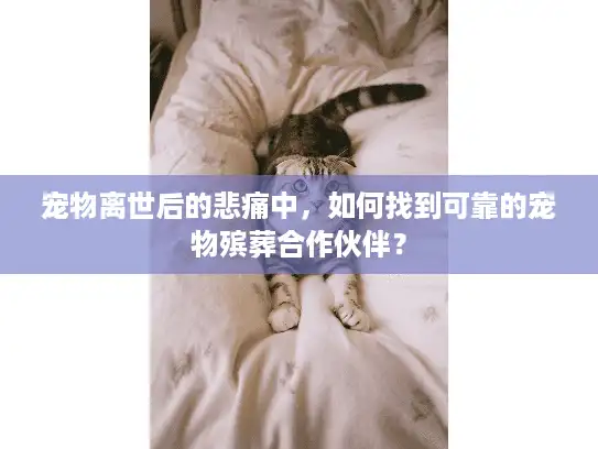 宠物离世后的悲痛中，如何找到可靠的宠物殡葬合作伙伴？