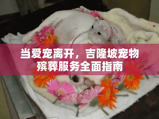 当爱宠离开，吉隆坡宠物殡葬服务全面指南