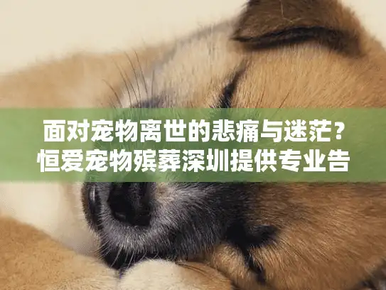 面对宠物离世的悲痛与迷茫？恒爱宠物殡葬深圳提供专业告别方案