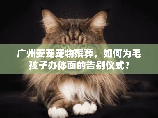 广州安宠宠物殡葬，如何为毛孩子办体面的告别仪式？