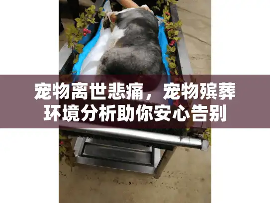宠物离世悲痛，宠物殡葬环境分析助你安心告别