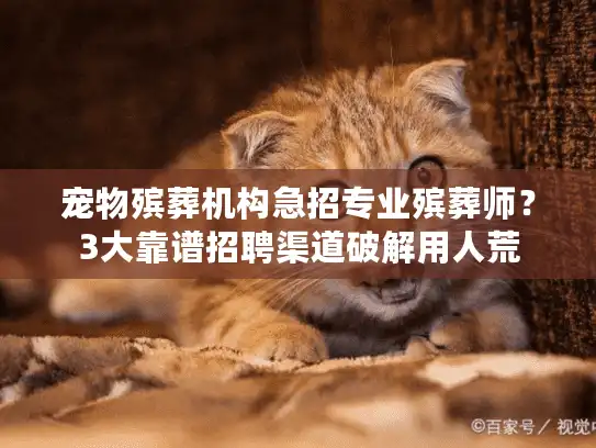 宠物殡葬机构急招专业殡葬师？3大靠谱招聘渠道破解用人荒