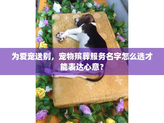 为爱宠送别，宠物殡葬服务名字怎么选才能表达心意？