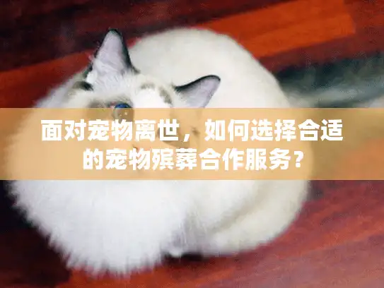 面对宠物离世，如何选择合适的宠物殡葬合作服务？