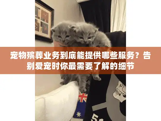 宠物殡葬业务到底能提供哪些服务？告别爱宠时你最需要了解的细节
