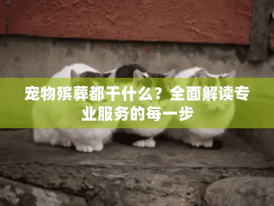 宠物殡葬都干什么？全面解读专业服务的每一步