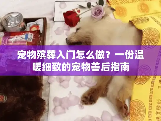 宠物殡葬入门怎么做？一份温暖细致的宠物善后指南