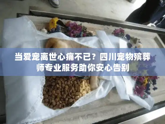 当爱宠离世心痛不已？四川宠物殡葬师专业服务助你安心告别